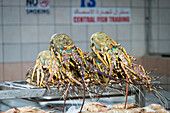 Bunte Hummer sitzen auf einer Auslage mit frischen Meeresfrüchten auf dem Mina Port Seafood Market (Mina Zayed) in Abu Dhabi, VAE, Abu Dhabi, Vereinigte Arabische Emirate
