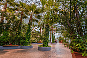 Üppige Pflanzen, einschließlich Palmen, in einem Gartengewächshaus am Navy Pier, Chicago, Illinois, Vereinigte Staaten von Amerika