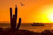 A cactus silhouetted by the setting sun.