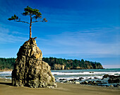 Baum wächst aus einem Felsvorsprung am Strand im Olympic National Park entlang der Küste von Washington, Washington, Vereinigte Staaten von Amerika