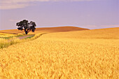 Goldenes Weizenfeld auf Ackerland an einem sonnigen Tag unter blauem Himmel mit einer einsamen Eiche entlang einer Landstraße, Washington, Vereinigte Staaten von Amerika