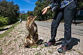 Am Straßenrand greift ein Affe nach dem Essen eines Touristen in der Nähe von Fes, Marokko, Marokko