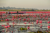 Bootsfahrt durch die blühenden Lotusblumen (Nelumbo nucifera) auf dem Pink Water Lilies Lake, Udon Thani, Thailand