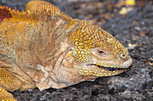 Kopf eines endemischen Galapagos-Landleguans (Conolophus subcristatus), Santa Cruz Island, Galapagos, Ecuador