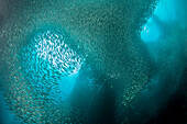 Riesiger Schwarm von Millionen von Sardinen, Moalboal, Cebu, Central Visayas, Philippinen