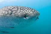 Viele Haie haben ein drittes Augenlid oder eine Nickhaut, die ihre Augen bedeckt und schützt. Bei Walhaien (Rhiniodon typus) hingegen rollen sich die Augen zum Schutz in den Kopf zurück, wie hier abgebildet. Dies ist die größte Fischart der Welt, Donsol, Philippinen