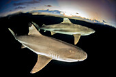 Split image of Blacktip reef sharks (Carcharhinus melanopterus) at the surface at dusk off the island of Yap,Micronesia,Yap,Federated States of Micronesia