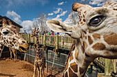 Der Cheyenne Mountain Zoo beherbergt die größte in Gefangenschaft gehaltene Herde von Netzgiraffen (Giraffa camelopardalis reticulata) in Nordamerika,Colorado Springs,Colorado,Vereinigte Staaten von Amerika