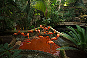 Karibische Flamingos (Phoenicopterus ruber) im Dallas World Aquarium, Dallas, Texas, Vereinigte Staaten von Amerika