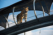 Tiger on the move in overhead walkway at the Philadelphia Zoo,USA,Philadelphia,Pennsylvania,United States of America