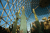 Cacti in a domed enclosure called the Desert Dome at the Henry Doorly Zoo in Omaha,Nebraska,USA,Omaha,Nebraska,United States of America