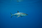 This Great white shark (Carcharodon carcharias) was photographed off Guadalupe Island,Mexico,Guadalupe Island,Mexico