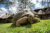 Aldabra-Riesenschildkröte (Aldabrachelys gigantea) auf Gras in einer Lodge, Segera, Laikipia, Kenia