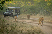 Löwen (Panthera leo) laufen entlang der Piste weg vom Jeep im Chobe National Park, Botswana