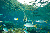 Man with an underwater camera snorkeling with a school of Yellowtail fusiliers (Caesio cuning),Republic of Palau