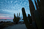 Cacti stands along the edge of the ocean,Baja California,Mexico