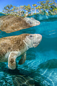 Gefährdete Florida-Seekuh (Trichechus manatus latirostris) an der Three Sisters Spring in Crystal River, Florida, USA. Die Florida-Seekuh ist eine Unterart der Westindischen Seekuh, Crystal River, Florida, Vereinigte Staaten von Amerika