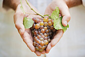 Close-up of Man Holding Grapes
