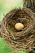 Egg in Nest