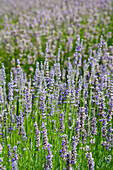 Lavendelfeld, Salt Spring Island, Britisch-Kolumbien, Kanada
