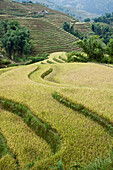 Rice Fields,Sa Pa,Lao Cai Province,Vietnam
