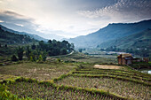 Reisfelder,Sa Pa,Lao Cai Provinz,Vietnam