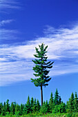 Großer Baum vor blauem Himmel im Norden von New Brunswick, Kanada