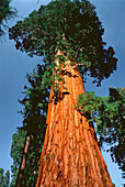 Looking Up at Giant Sequoia Kings Canyon National Park California,USA
