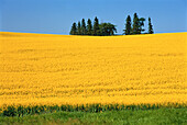 Rapsfeld bei Sandy Lake, Manitoba, Kanada