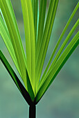 Close-Up of Papyrus Plant