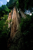 Blick nach oben auf Redwood-Bäume Prairie Creek Redwoods State Park Kalifornien,USA