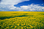 Canola Field,Manitoba,Canada