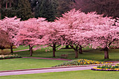 Kirschbäume im Stanley Park,Vancouver,Britisch-Kolumbien,Kanada