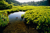 Marshland and Duck