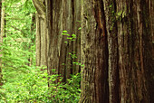 Giant Cedars in Rainforest,Meares Island,British Columbia,Canada