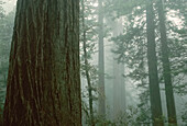 Lady Bird Johnson Grove,Redwood National Park,California,USA