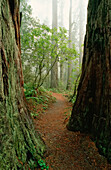 Lady Bird Johnson Grove, Redwood-Nationalpark, Kalifornien, USA