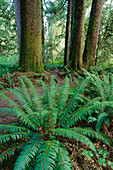 Rainforest,Sitka Spruce,Carmanah Pacific Provincial Park,British Columbia,Canada