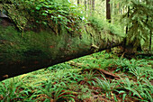 Temperate Coastal Rainforest,Carmanah Pacific Provincial Park,British Columbia,Canada