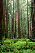 Humboldt Redwoods State Park,California,USA