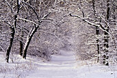 Hoher Park im Winter,Toronto,Ontario,Kanada
