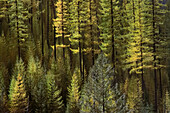 Purcell Mountains im Herbst,British Columbia,Kanada