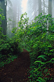 Weg durch Wald mit Nebel, Del Norte Coast Redwoods State Park, Kalifornien, USA