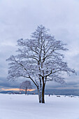 Schneebedeckter Baum, Vancouver, British Columbia, Kanada