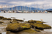 Boats moored at a Yacht Club viewed from a rocky shore,Vancouver,British Columbia,Canada