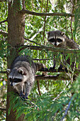 Raccoons in Stanley Park,Vancouver,British Columbia,Canada