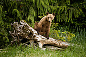 Junger Grizzlybär, der auf einem Baumstumpf sitzt, Glendale Estuary, Knight Inlet, British Columbia, Kanada