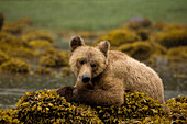 Young Grizzly Bear Sitting on Rockweed Covered Rocks,Glendale Estuary,Knight Inlet,British Columbia,Canada