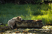 Grizzlybär auf einem Baumstamm ruhend, Glendale Estuary, Knight Inlet, British Columbia, Kanada