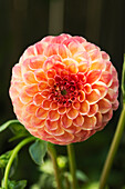 Dahlia in Bloom